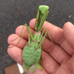 04-mantis